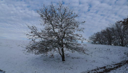 Vorschlag: Einsamer Baum im Schnee in der Luitpoldhöhe