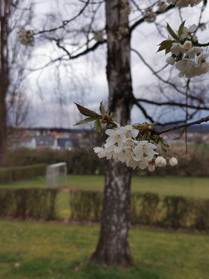 Vorschlag: Blühender Frühling in der Luitpoldhöhe